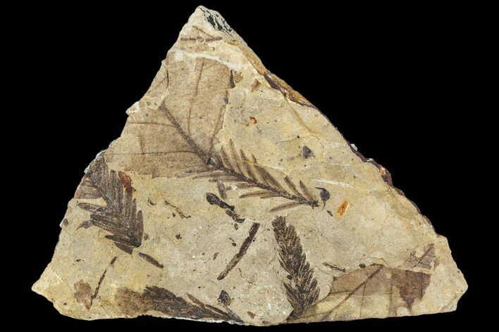 Metasequoia Fossil Plate - Cache Creek, BC #110912